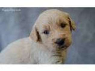 Goldendoodle Puppy for sale in Pickens, SC, USA