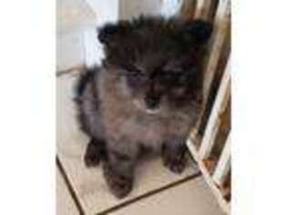 Pomeranian Puppy for sale in Ponchatoula, LA, USA