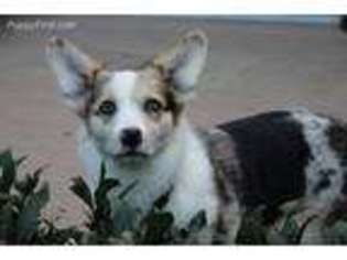 Pembroke Welsh Corgi Puppy for sale in Carnation, WA, USA