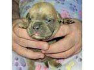Olde English Bulldogge Puppy for sale in Lansing, MI, USA