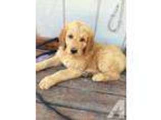 Goldendoodle Puppy for sale in GOLD BAR, WA, USA