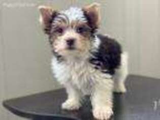 Yorkshire Terrier Puppy for sale in Pontiac, MI, USA