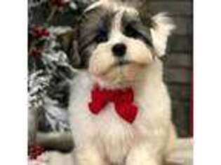 Havanese Puppy for sale in Topeka, IN, USA