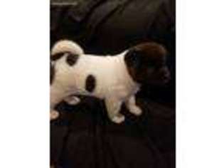 Akita Puppy for sale in Lynchburg, MO, USA