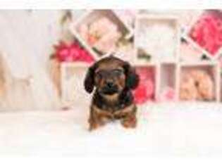 Dachshund Puppy for sale in Warsaw, IN, USA