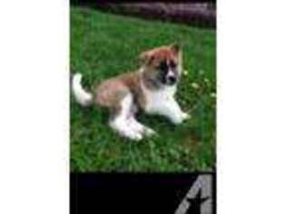 Akita Puppy for sale in EVERETT, WA, USA