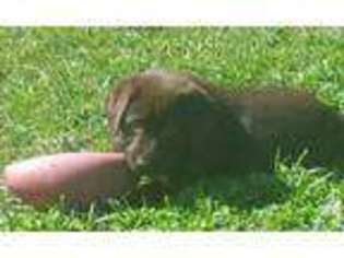Labrador Retriever Puppy for sale in MOUNT VERNON, OR, USA