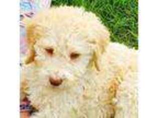 Labradoodle Puppy for sale in Orland Park, IL, USA