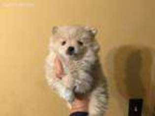 Pomeranian Puppy for sale in Plant City, FL, USA