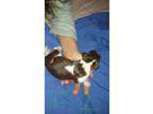 English Springer Spaniel Puppy for sale in Parkers Prairie, MN, USA