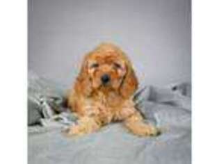 Goldendoodle Puppy for sale in Itasca, TX, USA