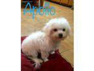 Maltese Puppy for sale in Kenney, IL, USA