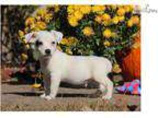 Jack Russell Terrier Puppy for sale in Springfield, MO, USA