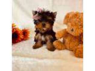 Yorkshire Terrier Puppy for sale in Apple Valley, CA, USA