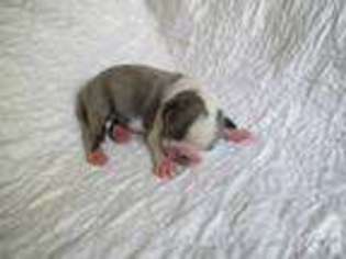 Boston Terrier Puppy for sale in LAKE CITY, FL, USA