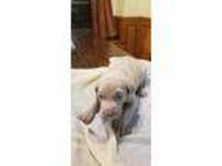 Weimaraner Puppy for sale in Burleson, TX, USA