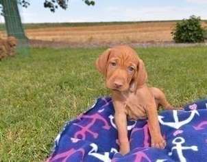 Vizsla Puppy for sale in New Haven, CT, USA