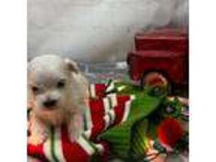 Maltese Puppy for sale in Dora, MO, USA