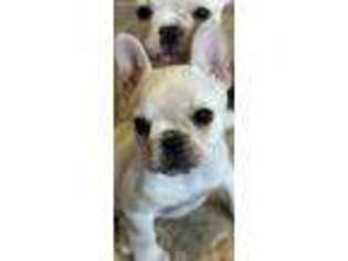 French Bulldog Puppy for sale in Dallas, GA, USA