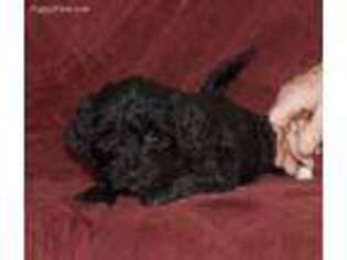 Goldendoodle Puppy for sale in Shinglehouse, PA, USA