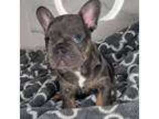 French Bulldog Puppy for sale in Clayton, CA, USA