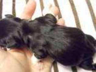 Rat Terrier Puppy for sale in Archer, FL, USA