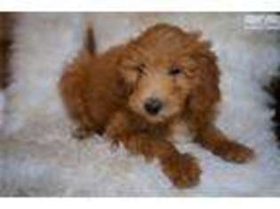 Goldendoodle Puppy for sale in Indianapolis, IN, USA