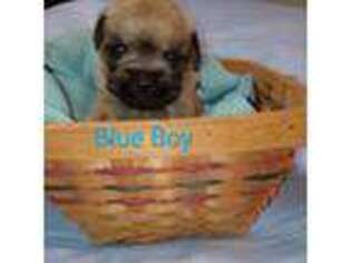 Brussels Griffon Puppy for sale in Berkeley Springs, WV, USA