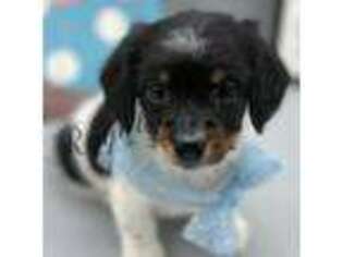 Dachshund Puppy for sale in West Plains, MO, USA