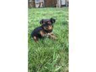 Yorkshire Terrier Puppy for sale in Champaign, IL, USA