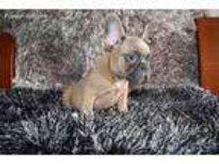 French Bulldog Puppy for sale in Richmond Hill, NY, USA