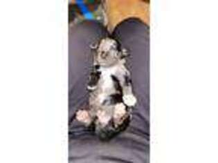 Mutt Puppy for sale in Iron Ridge, WI, USA