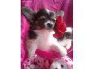Chihuahua Puppy for sale in Highlands, TX, USA