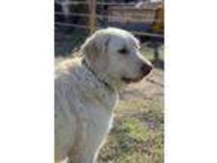 Labradoodle Puppy for sale in Stilwell, OK, USA