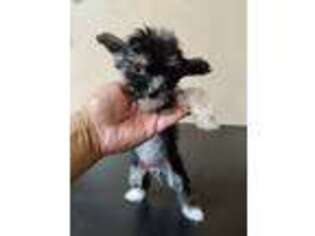 Chinese Crested Puppy for sale in North Huntingdon, PA, USA