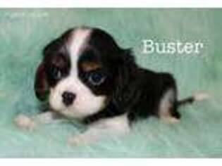 Cavalier King Charles Spaniel Puppy for sale in Hardy, VA, USA
