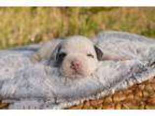 Olde English Bulldogge Puppy for sale in Ruskin, FL, USA