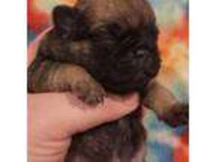 Pug Puppy for sale in Gulfport, MS, USA