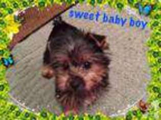 Yorkshire Terrier Puppy for sale in DECATUR, TX, USA
