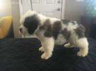 Saint Bernard Puppy for sale in Lehi, UT, USA