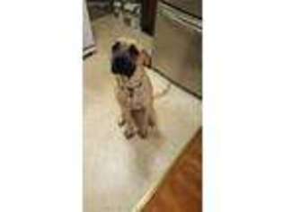 Mastiff Puppy for sale in Greensburg, PA, USA