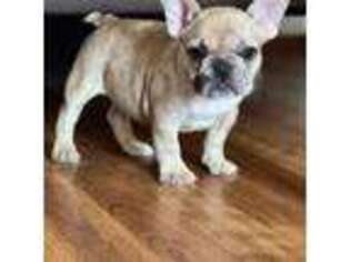 French Bulldog Puppy for sale in Dixon, IL, USA