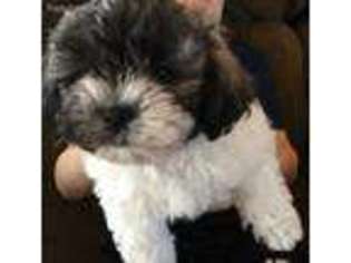 Mutt Puppy for sale in Meridianville, AL, USA