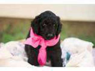 Labradoodle Puppy for sale in Flower Mound, TX, USA