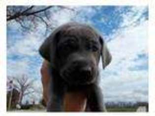 Mutt Puppy for sale in SHOALS, IN, USA