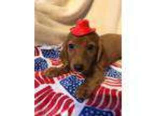 Dachshund Puppy for sale in Caney, KS, USA