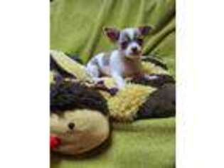 Chihuahua Puppy for sale in Topeka, KS, USA