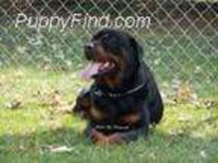 Rottweiler Puppy for sale in Hickory Corners, MI, USA