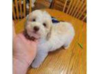 Goldendoodle Puppy for sale in Marysville, WA, USA