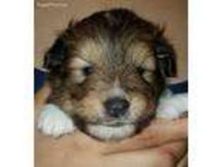 Shetland Sheepdog Puppy for sale in Houston, TX, USA